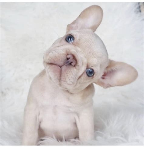 Contact us for more information and availability! Mini French Bulldog for Sale - Top Breeders & Best Prices