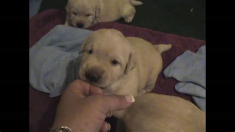 Dew claws removed, worming, first vaccinations and prepaid avid microchip id. Ricochet Labradors yellow English Lab puppies - YouTube