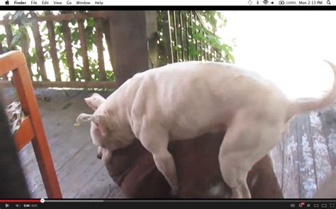 How to hump a pillow. Men Held 'Hostage' By Vomiting, Pillow-Humping Pit Bull In ...