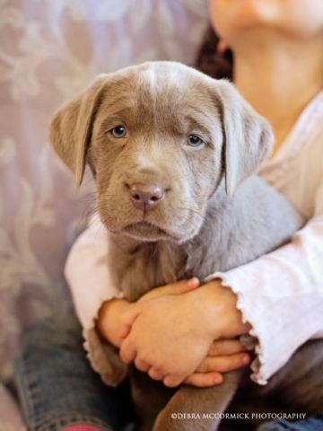 Weight for males ranges from 65 to 80 pounds, with females averaging about 10 pounds less. AKC Silver Labrador Puppies! for Sale in Gaston, Oregon ...