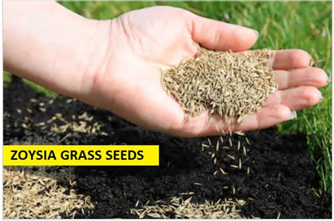 This grass can be found in southern california, along the gulf coast from florida to texas, and along the atlantic coast from florida to connecticut. Zoysia Grass: How to Grow in a Few Easy Steps (2020) - E-AGROVISION