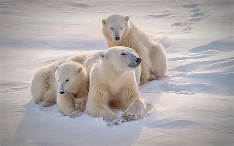 Ours polaire marchant sur la glace, ciel du soir magnifique. ours-blanc-polaire | Terra Projects