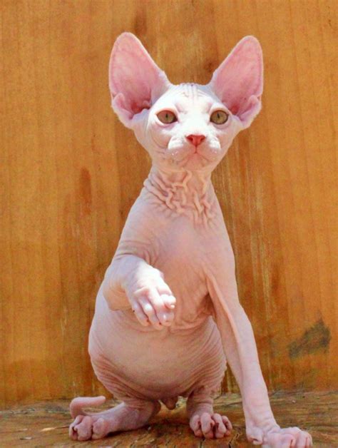 We are located in northwest ohio, about 40 minutes west of toledo. Lykoi Cats Kittens, Nadacatz, Devon Rex, Lykoi, cats for ...