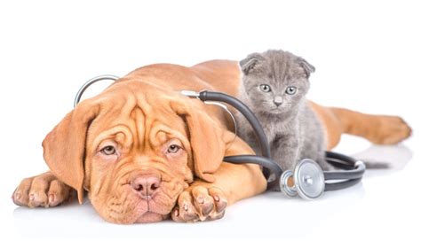 We are open after work and on weekends to provide. Urgent VET Care - Emergency Vet - Cockeysville, Maryland