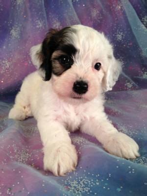 Read more about this dog breed on our cocker spaniel breed information page. Parti colored cockapoo Puppies for sale|Professional Breeder|$150 Shipping by air | Cockapoo ...