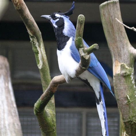 Maybe you would like to learn more about one of these? Black-throated Magpie-jay