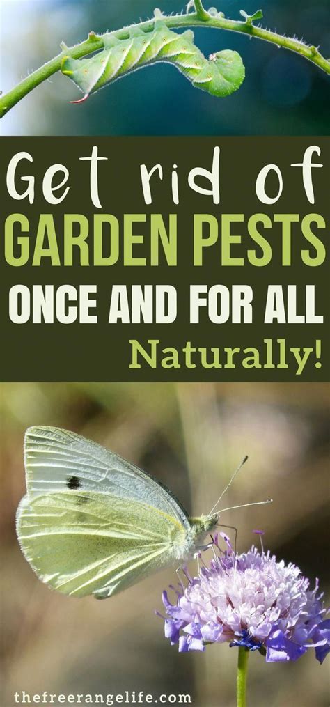 Organic gardening tips and strategies? Learn how to control garden pests naturally with these DIY ...