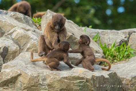 Der zoo zürich versteht sich als naturschutzzentrum. Affen Zoo Zürich - Markus Nigglis Tier, Landschafts und ...