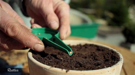 Discussion jardinage sur melon en pot sur le forum les fruits. Le semis de la coriandre en pot en 2020 | Coriandre ...