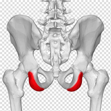 Localized swelling and tenderness at the site. Anatomy Iliac Crest - Anatomy Source Diagram