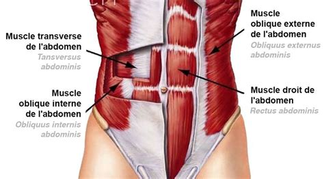 Chest abdomen anatomy slides 22 51 61 terms. 7 best images about MUSCLES DE L'ABDOMEN by SERENI on ...