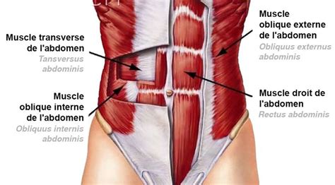 The diaphragm is a muscle that acts as a partition between the upper abdomen and the chest. 7 best images about MUSCLES DE L'ABDOMEN by SERENI on ...