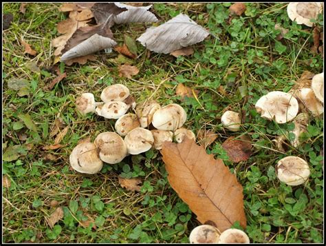 He goes on all these trips and adventures. Mark's Veg Plot: Fungus Maximus!