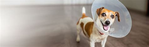 Maybe you would like to learn more about one of these? Spay and Neuter | Bee Ridge Veterinary Clinic | Sarasota, FL