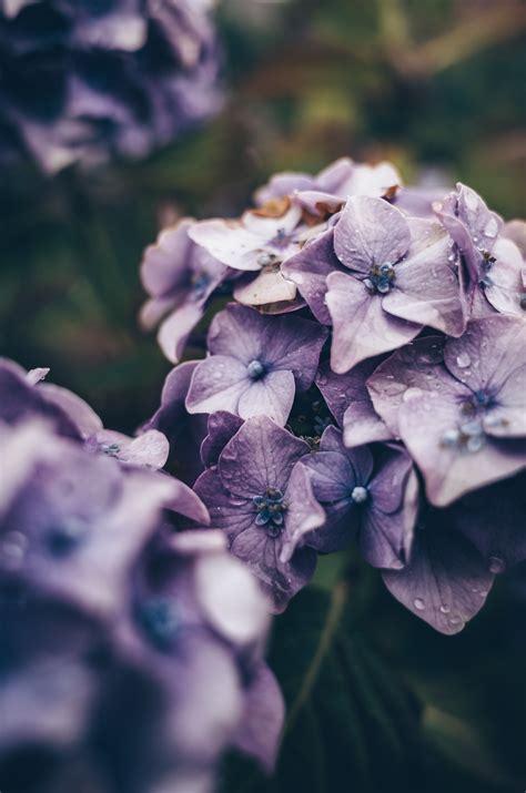 Call us on 02 9569 9222. Purple hydrangea flowers | HD photo by Jill Dimond ...