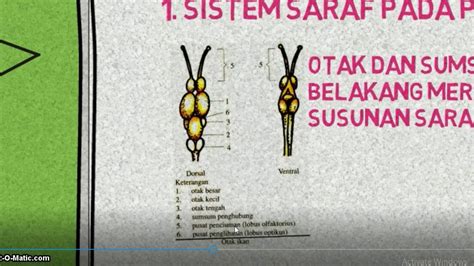 Sistem saraf merupakan jaringan kompleks yang memiliki peran penting untuk mengatur setiap kegiatan dalam tubuh. Sistem saraf pada hewan vertebrata - YouTube