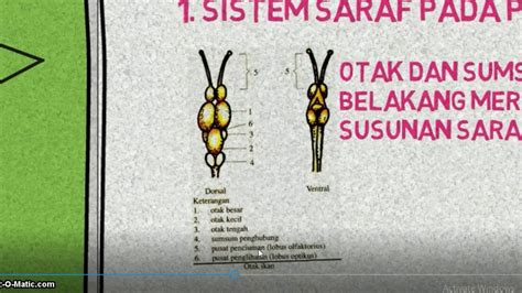 Ada tiga macam sistem peredaran darah, yaitu 1)sistem difusi: Sistem saraf pada hewan vertebrata - YouTube