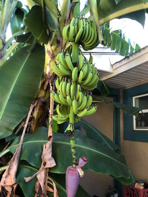 I have a banana tree in my front yard that. Got Bananas? - chatandchalk