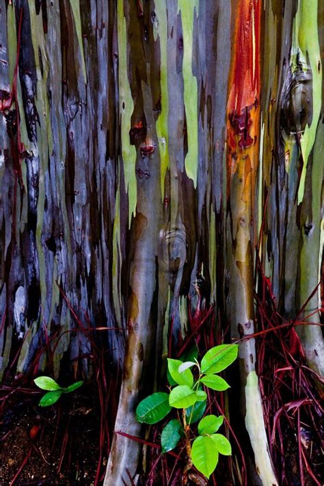 Eucalyptus trees are native to australia, but they are also found in the western united states, especially in arizona, california, and nevada. Rainbow Eucalyptus Trees on Maui, Hawaii