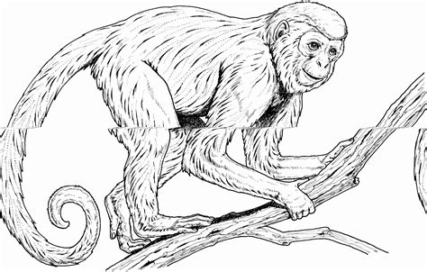 Free printable zentangle monkey coloring pages for adults and teens. Monkey Coloring Pages for Kids and Adults | Learning Printable