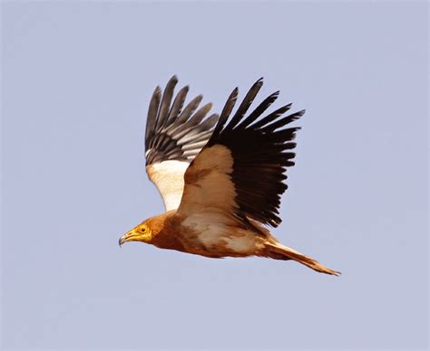 It is widely distributed from the iberian peninsula and north africa to india. Another Bird Blog: Killing Time In Menorca