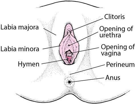 Occurs as part of the monthly ovarian cycle. Female External Genital Organs - Women's Health Issues ...