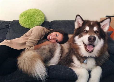 Washington alaskan malamute adoption league (wamal) was formed in 1998 by cindy neely to help with malamute rescue in washington state and since then has expanded into oregon. Adorable Photos That Prove Alaskan Malamutes Are The ...