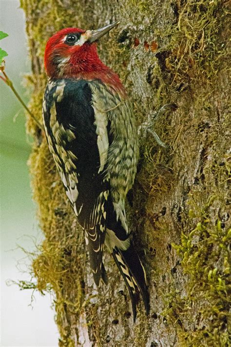 Check spelling or type a new query. Red breasted sapsucker