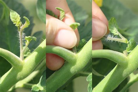 Mit zunehmendem alter lässt das menschliche gehör nach und vor allem die höheren töne können schlechter gehört werden. Muss man Tomaten ausgeizen: ja oder nein? Ab wann beginnen ...