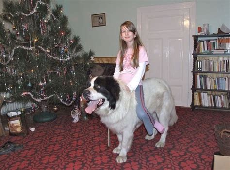 Do you have pictures that show this stance, so i can get an idea of what i or we are doing wrong? dog riding | Cristina riding doggy Christmas. | ponydog76 ...