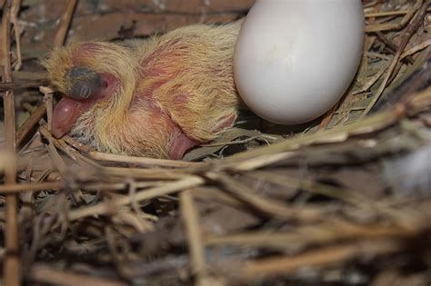 Cara memberi makan anak burung. Anakan Burung Puter : Dari Telur Menetas Hingga Lepas ...