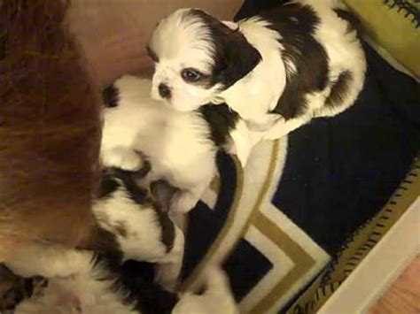 She will keep you laughing for sure. Shih Tzu Puppies for Sale 4 AKC Champions - YouTube