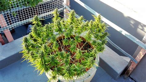 The most reliable way to compare lights is to looks at the power consumption and how the light coverage compares to an hps or mh bulb. Mars Hydro TSW-2000 LED Grow Light Looking For Tester ...