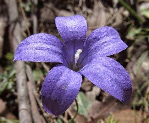 Royal bluebell belongs to the genus wahlenbergia, in the campanulaceae family. PhyloBotanist: Botany picture #194 Wahlenbergia gloriosa