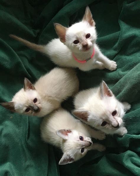 Located in the rolling hills of central pa, just north of harrisburg. Siamese Cats For Sale | Reading, PA #catsandkittens ...