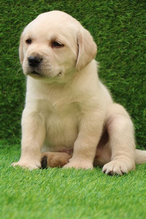Use the search tool below and browse adoptable golden. Labrador Retriever for Sale ,Puppy for Sale Near Me | Dav ...