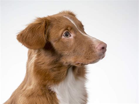 One male our imported stud boy born in montana usa, trapper: Get Here Nova Scotia Duck Tolling Retriever Uk For Sale ...
