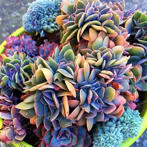 Growing cactus at home step 4: Best-selling 100pcs Japanese Succulents Seeds Rare Indoor ...