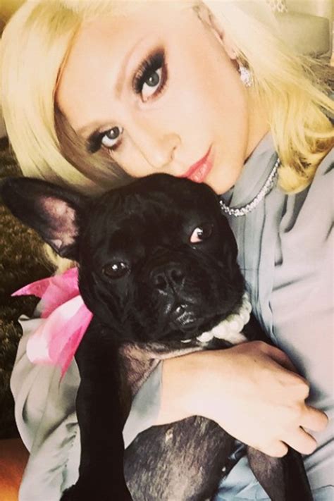 Haven't been following the saga? Lady Gaga's Dog, Asia, Launches New Pet Collection - Bark and Swagger