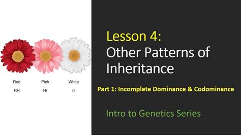 Genetic diagrams show how characteristics are inherited. Intro to Genetics - Lesson Four - Part 1: Incomplete Dominance & Codominance - YouTube