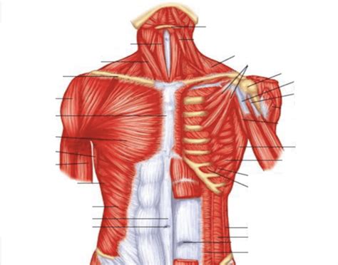 Anatomy human torso upper illustrations & vectors. Superficial and deep muscles of the upper torso