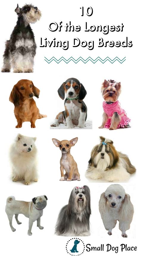 Grade i murmurs are the least serious and are barely detectable with a stethoscope. Longest Living Dog Breeds List: How to Extend Your Dog's ...