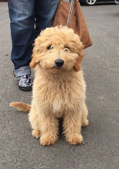 Ike is the cutest little mini labradoodle puppy. Gorgeous F1b Miniature Labradoodle Puppies | Holmfirth ...