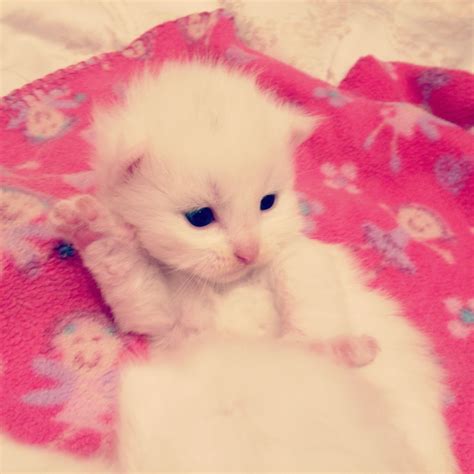Check our new blog where you can find interesting interviews, articles and pictures of this lovely breed. White siberian kittens for sale! | Harrow, Middlesex ...