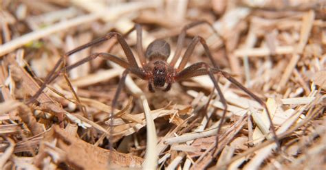 Elle est formée d'un céphalothorax (partie la morsure d'araignée violoniste est peu douloureuse et entraîne des réactions variables d'une. L'araignée violoniste - rts.ch - Animaux et Plantes