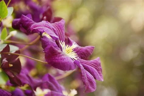Maybe you would like to learn more about one of these? Many clematis make terrific container plants, especially ...