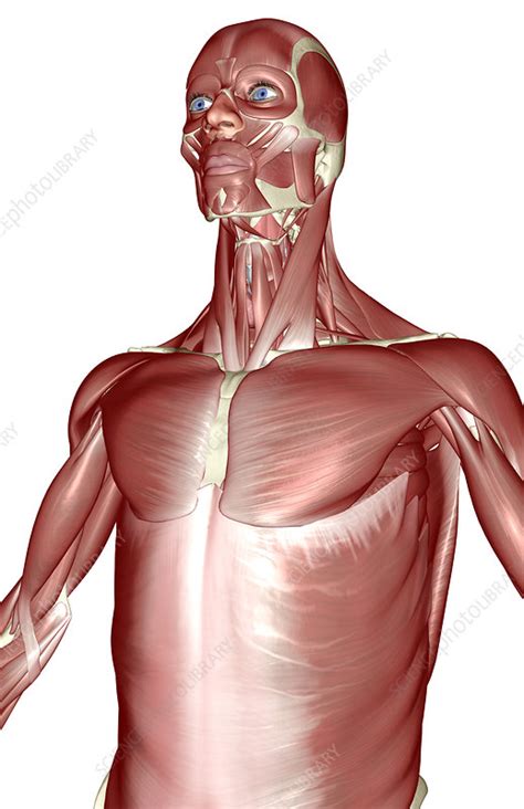 There are 4 muscles of the pectoral region: The muscles of the upper body - Stock Image - F001/6282 ...