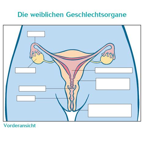 Die weiblichen geschlechtsorgane werden in äußere und innere genitalien unterteilt. Unterrichtsmaterial für Mädchen | Lehrmaterial ...