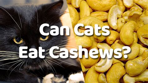 It's best to avoid giving your cat canned salmon. Can Cats Eat Cashews? | Pet Consider