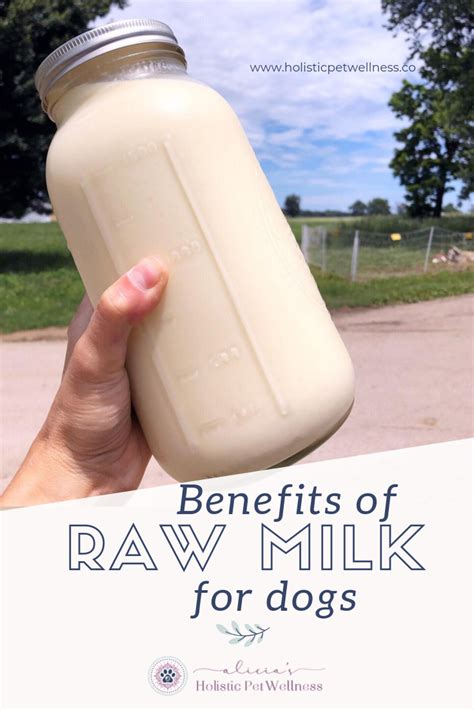 Goat milk is slowly getting popular all over the world. Raw Milk for Dogs, goat milk for dogs, cow milk for dogs ...